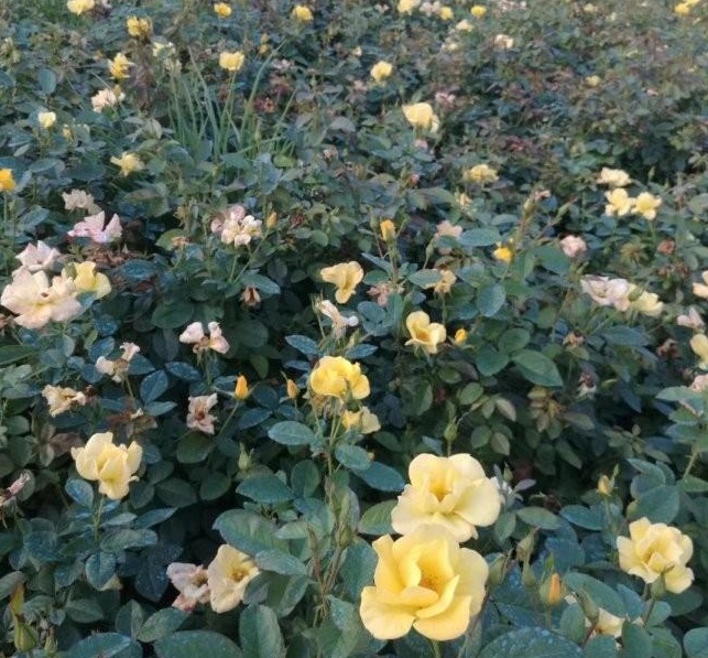 1628600453814275.jpg 1628600442(1).jpg