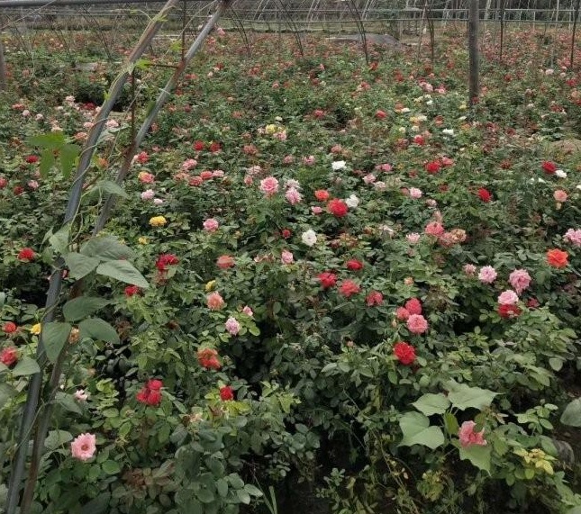 1628600474248588.jpg 1628600462(1).jpg