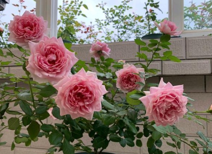 1628604775216089.jpg 月季花3.jpg