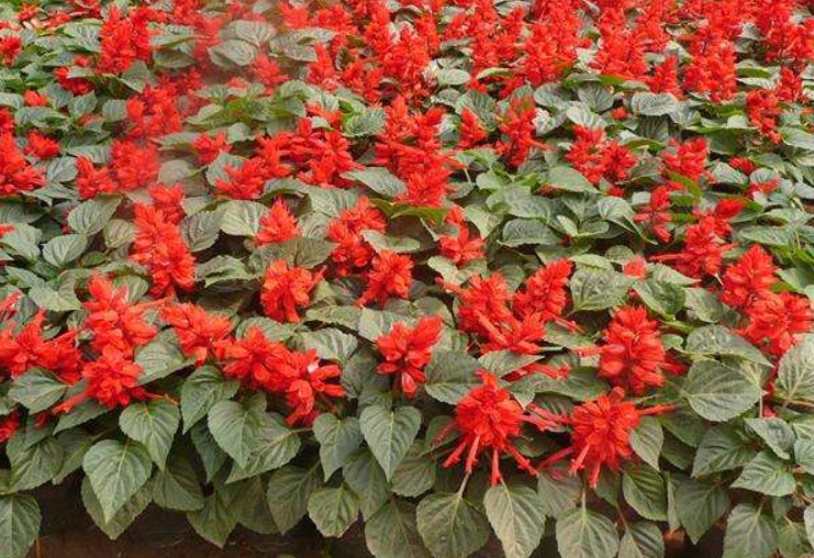 1628605252660005.jpg 一串紅1.jpg