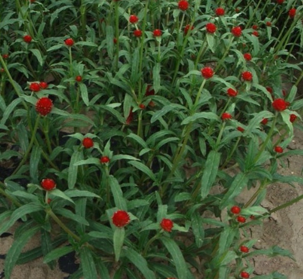 1628661412783007.jpg image.jpg