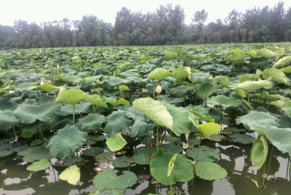 1628663739426945.jpg image.jpg