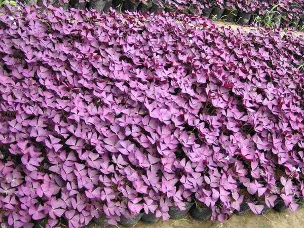 紫葉酢漿草 紫葉酢漿草