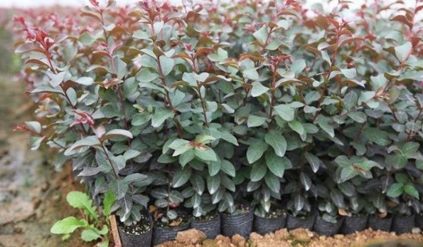 1628665067323886.jpg image.jpg