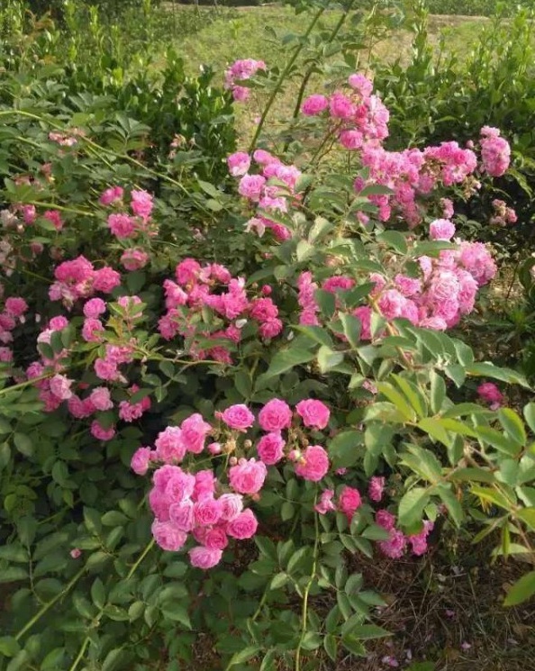 1628665815398012.jpg image.jpg