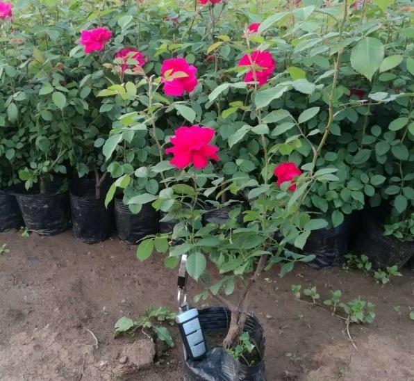 1628665838163086.jpg image.jpg