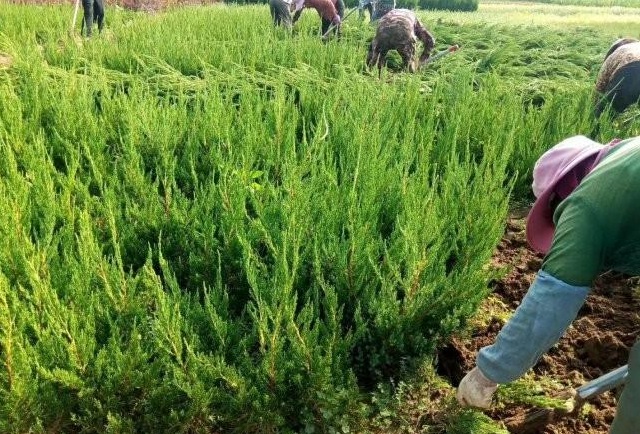 1628666006935892.jpg image.jpg