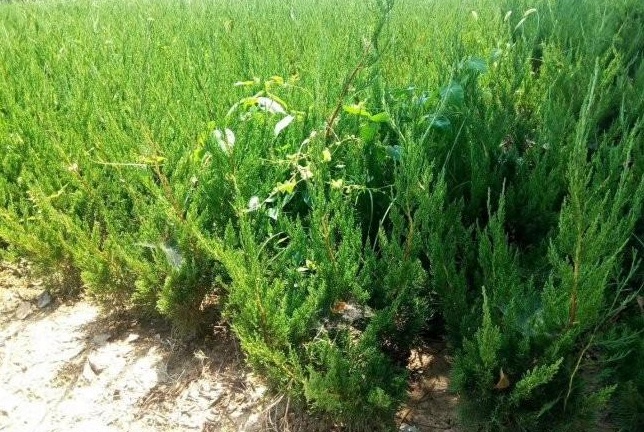 1628666015311131.jpg image.jpg