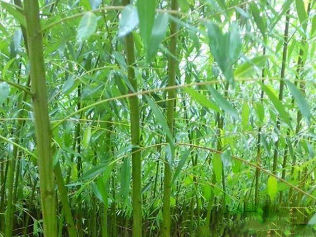 竹柳圖片竹柳基地 竹柳圖片竹柳基地