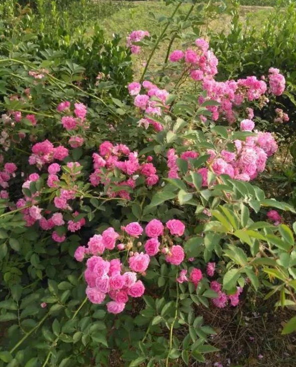 1628668491465669.jpg image.jpg