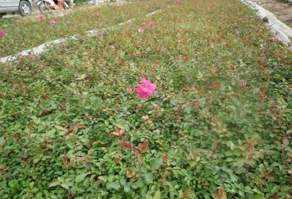 1628668745908438.jpg image.jpg