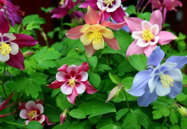 1628669553274518.jpg 耬斗菜33333.jpg