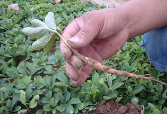 1628669594428964.jpg image.jpg