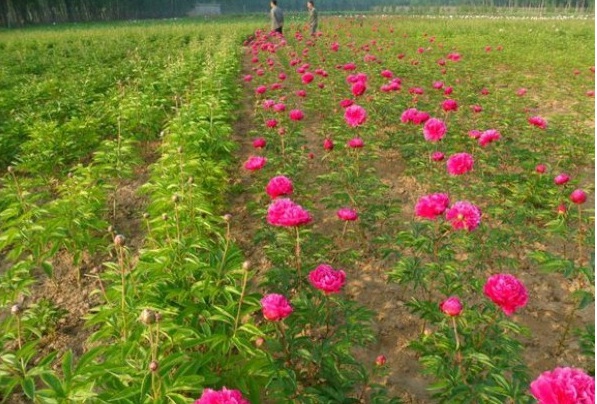 1628669601565150.jpg image.jpg