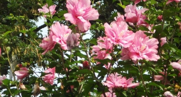 1628669684535610.jpg image.jpg