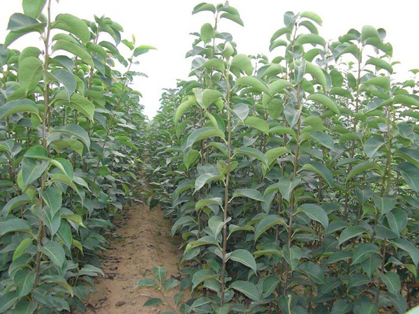 1628670300387034.jpg image.jpg