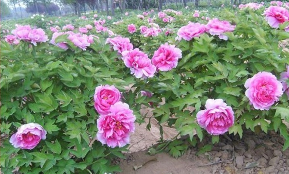 1628670383179179.jpg image.jpg