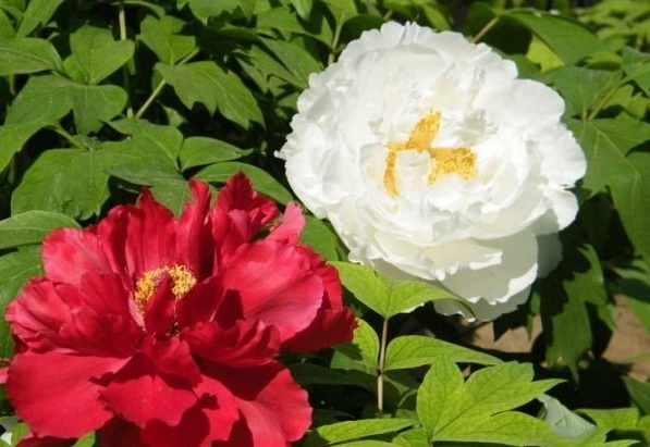 1628670394828916.jpg image.jpg