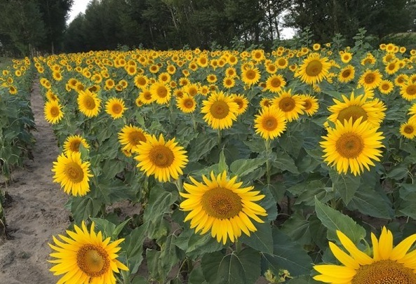 1628670521310841.jpg image.jpg