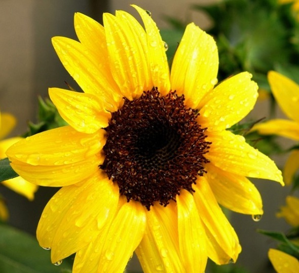 1628670529374962.jpg image.jpg