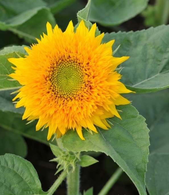 1628670542238207.jpg image.jpg