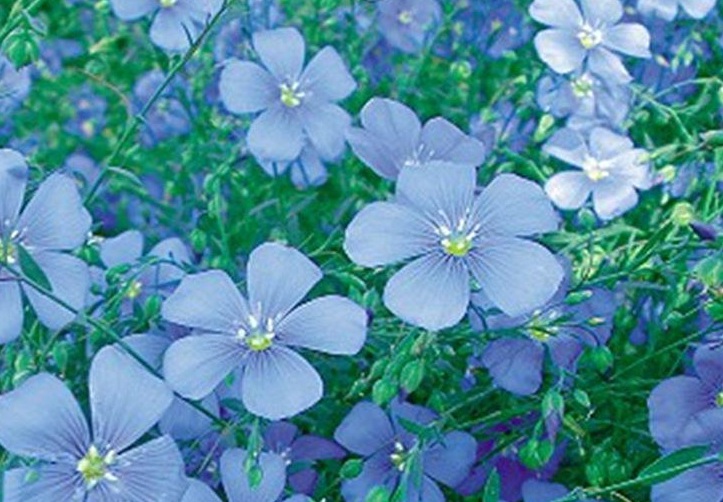 1628672865613150.jpg 藍花1111.jpg