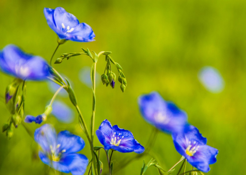 1628672905669081.jpg 藍花22222.jpg