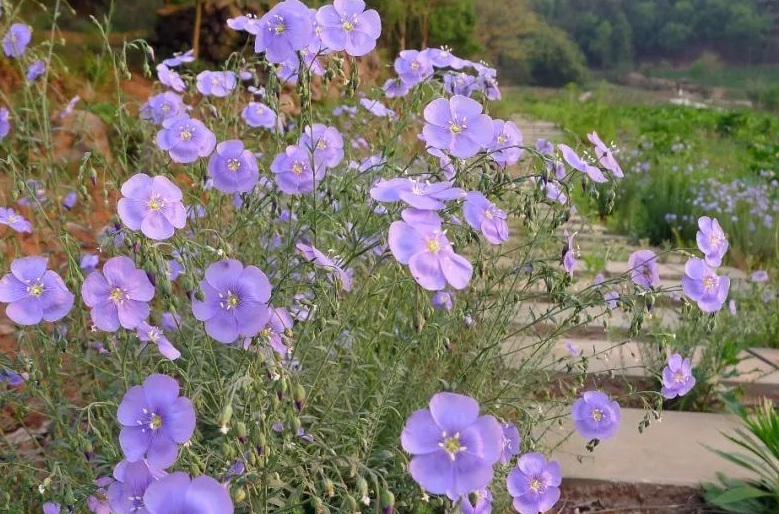 1628672941400914.jpg 藍花33333.jpg