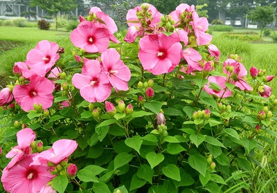 1628679776354852.jpg 1628679776354852.jpg