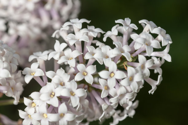 1628680014294682.jpg 057aea2b9e1a260e568896b24a312981_t01627ed6ded3737dc5.jpg