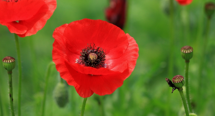 1628770715565127.jpg 1628770715565127.jpg