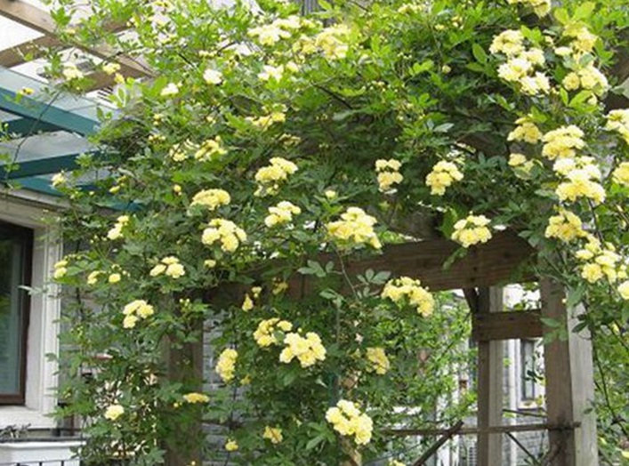 1628772945443411.jpg 木香花3.jpg