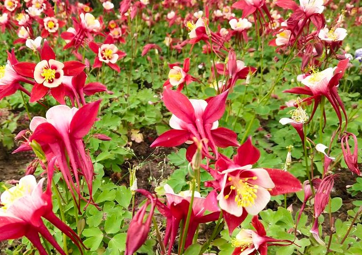 1628773523339439.jpg 耬斗菜222222222222222222222222.jpg