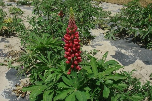 1628774625475861.jpg UMDQ4@V)EAFZ4{11TWTT$FX.jpg