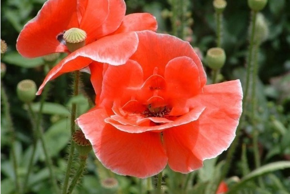 1628774719795525.jpg UD(UOR4%O3FY%$PCSI3[9YO.jpg