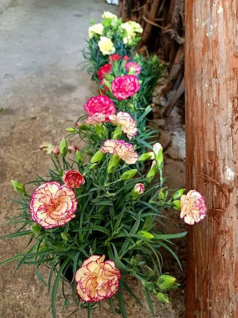 康乃馨盆栽養(yǎng)護，需要特別注意這幾點