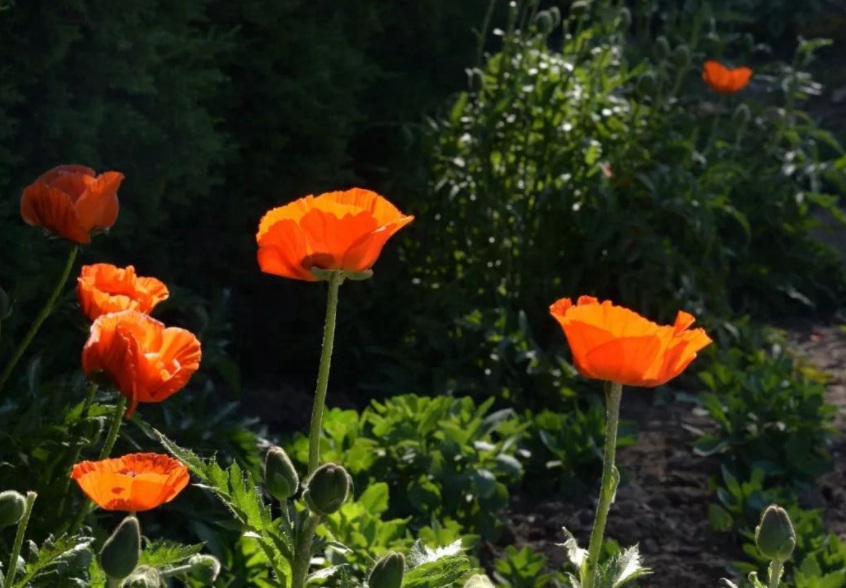 1628778214312018.jpg X~LZTVS2TW_U}GF__IJYK$8.jpg