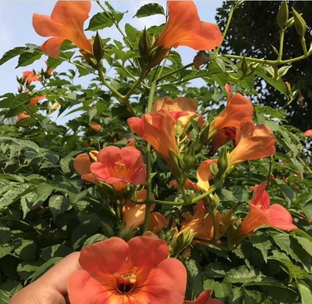 1628781327297542.jpg }%T8%V@QCH`41`5`8$LZDXH.jpg