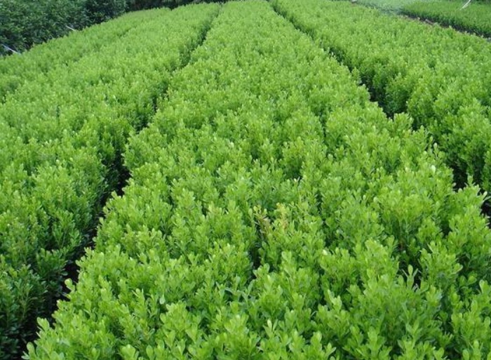 1628833834587907.jpg 黃楊33333333333333333333.jpg