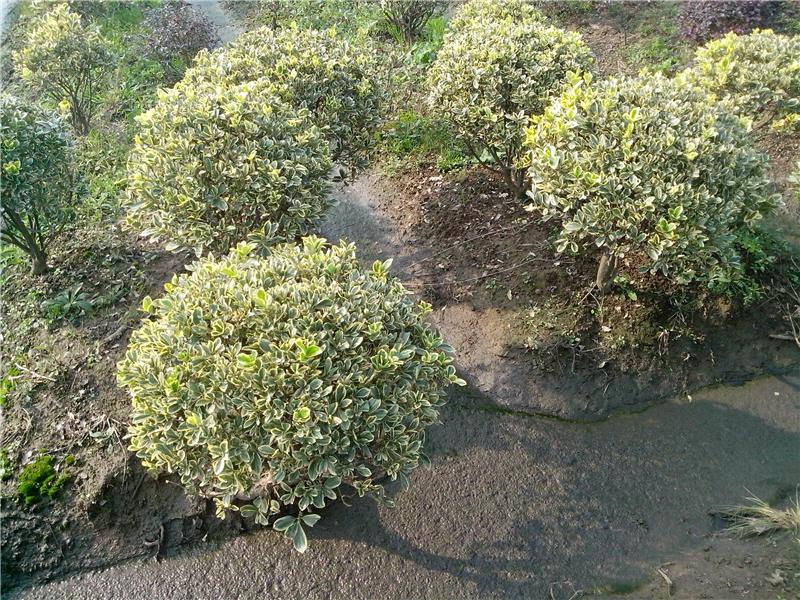 1628855948622016.jpg 1628855948622016.jpg