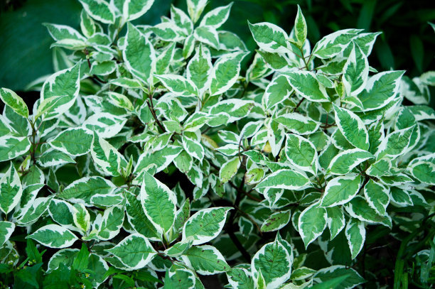 1628856114265016.jpg 1628856114265016.jpg