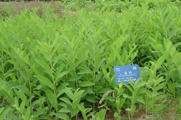 1628856197991682.jpg 1628856191(1).jpg