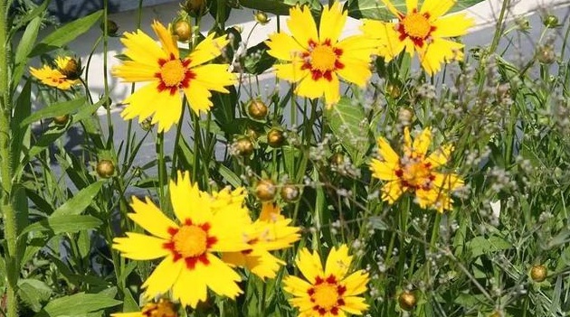 1628856433152529.jpg 1628856426(1).jpg