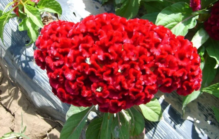 1628858069120246.jpg 1628858061(1).jpg