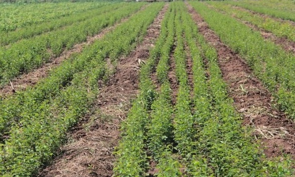 1628858363568265.jpg 1628858355(1).jpg