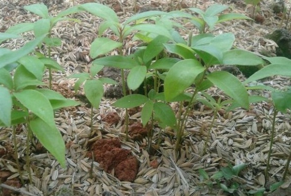 1628858601120077.jpg 1628858594(1).jpg