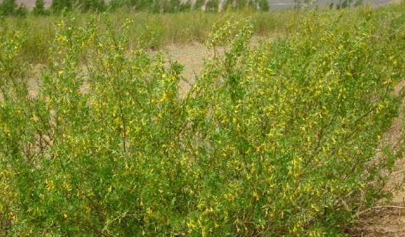 1628858917172022.jpg 1628858906.jpg