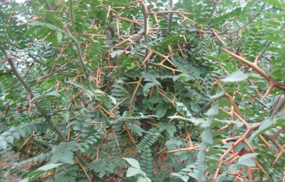 1628859429606348.jpg 1628859416(1).jpg