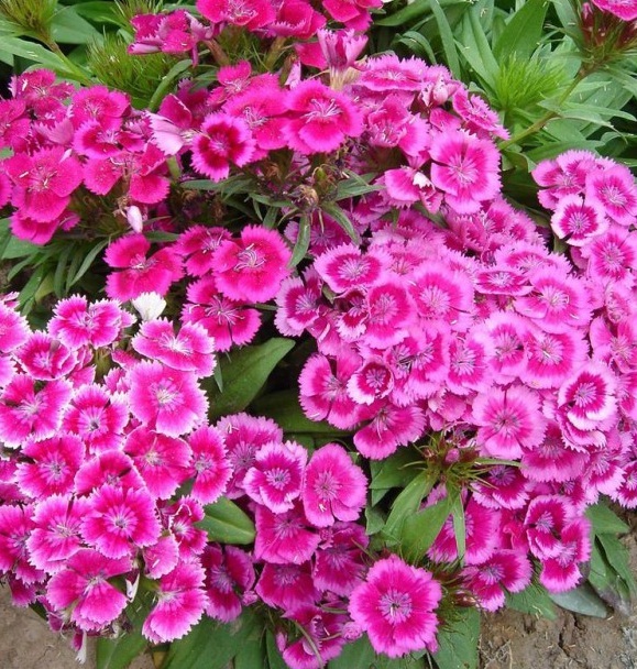 1628859868225496.jpg 1628859860.jpg