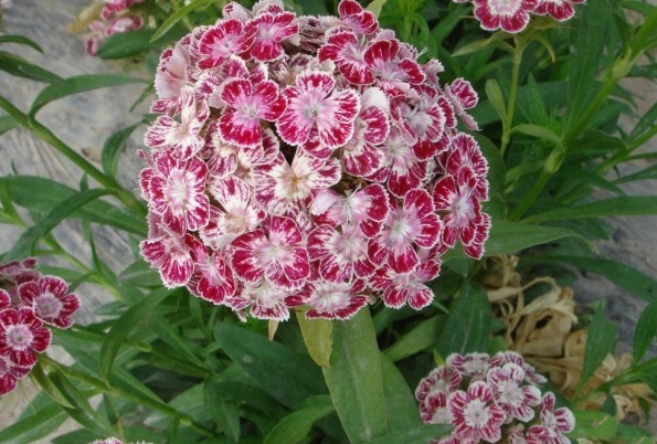 1628859881436115.jpg 1628859871(1).jpg